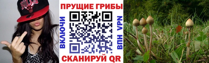 Галлюциногенные грибы прущие грибы  Купить  Никольское 